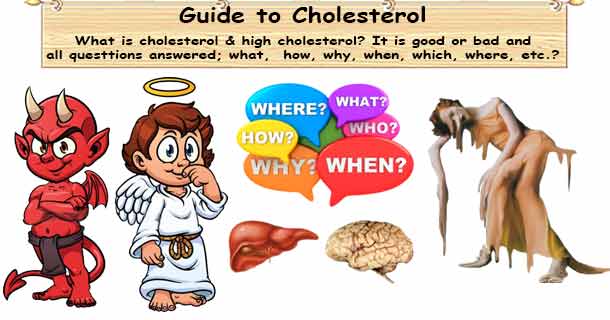 Cholesterol Importance