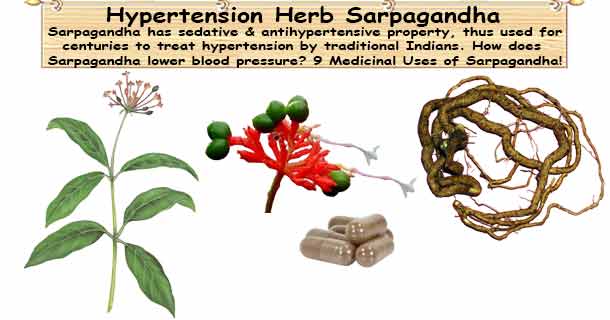 High Blood Pressure Herb Sarpagandha