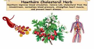 Hawthorn May Help Lower Cholesterol