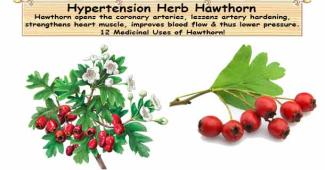 High Blood Pressure Herb Hawthorn
