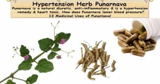 High Blood Pressure Herb Punarnava