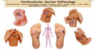 Reflexology Cardiovascular System