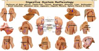Reflexology Digestive System