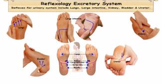 Reflexology Excretory System