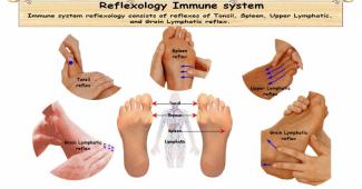 Reflexology Immune system