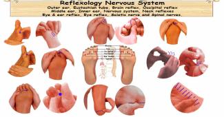 Reflexology Nervous System