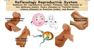 Reflexology Reproductive System