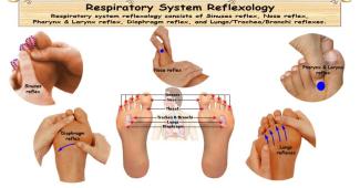 Reflexology Respiratory System