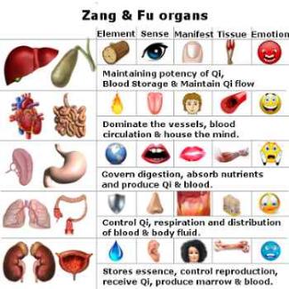 TCM Organs